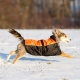 Manteau d'hiver chien Solden fente laisse