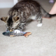Jouet pour chat truite natural catnip