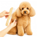 Peigne caniche poil long