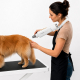 Séchoir de toilettage Phoenix Aerion – Pulseur professionnel chien et chat haute performance