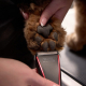 Tondeuse pour chien sans fil Wahl Bravura 
