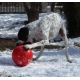 BOOMER BALL- Ballepour chien Indestructible 