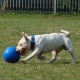 BOOMER BALL- Ballepour chien Indestructible 